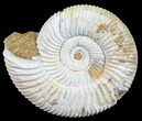 Perisphinctes Ammonite - Jurassic #54217-1